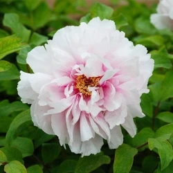 Peachblossom Covered with Snow