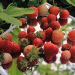Еліксир молодості на тарілці: перелік продуктів, які здатні сповільнити старіння та зміцнити здоров’я після 50 років