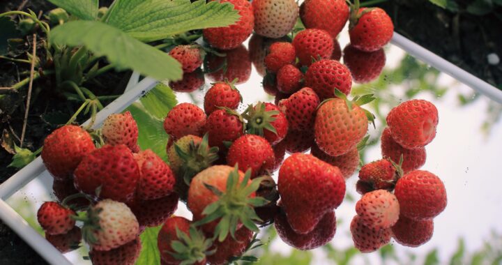Еліксир молодості на тарілці: перелік продуктів, які здатні сповільнити старіння та зміцнити здоров’я після 50 років